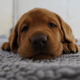 Labrador Retriever Puppies from Rebecca Lehman