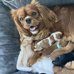 Juniper Rose - Cavalier King Charles Spaniel