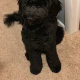 Portuguese Water Dog Puppies from Bela Vida PWDs