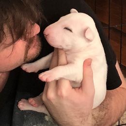 Miniature Bull Terrier Puppies from Tonka Miniature Bull Terriers