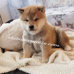 Shiba Inu Puppies from Shiba Paradise