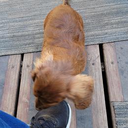 Dachshund Puppies from CLARK'S BREEDING PROGRAM