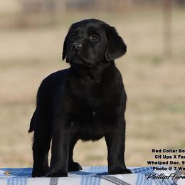 Fancy- Boy 1 - Black male Labrador Retriever puppy in Point, Texas from Lakylu Kennels