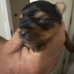 Baby boy - Blue and gold male Yorkshire Terrier puppy in Milton, Florida from Sassenach Yorkie Kennels