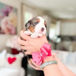 Rose-Hot Pink - Merle female Bernedoodle puppy in Ontario, California from Teddy Doodles & Standard Poodles