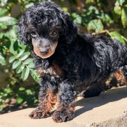 Zephyr - Phantom female Poodle puppy in Laveen, Arizona from Neely Family Poodles