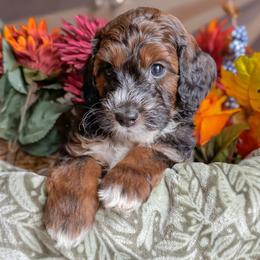 Walnut - Phantom male Bernedoodle puppy in Garden Grove, California from Sunkissed Doodles