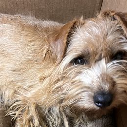 Tessa - Norfolk Terrier