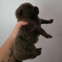 Ash - Blue male Pomeranian puppy in Wildersville, Tennessee from RoyalRarity's Poms & Enrichment