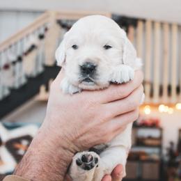 Marshmallow - Light golden female Golden Retriever puppy in Mason, Michigan from Sweet Breeze Acres