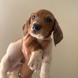 Dachshund Puppies from Doxies AZ