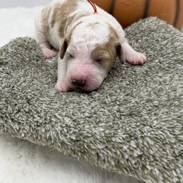 Orange collar - Parti male Goldendoodle puppy in Meridian, Mississippi from Smoodles