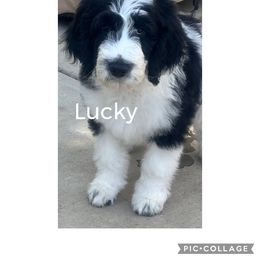 Lucky (red) - Parti Goldendoodle puppy in Indian Trail, North Carolina from Castleberry Doodles and Poodles