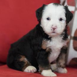 Wish - Tri-color female Bernedoodle puppy in Dundee, Ohio from Down Home Doodle