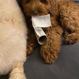Goldendoodle Puppies from Zink Doodles
