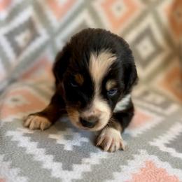 Shamrock - Black tri-color male Australian Shepherd puppy in Clover, South Carolina from Jo’s Aussies