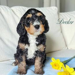 Decker - Tri-color male Bernedoodle puppy in Glenford, Ohio from Mi-De Doodles