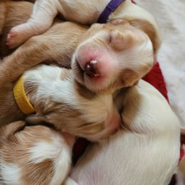 Labradoodle Puppies from Tyson's Farm Doodles