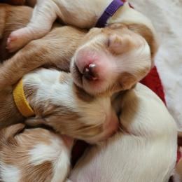 Labradoodle Puppies from Tyson's Farm Doodles