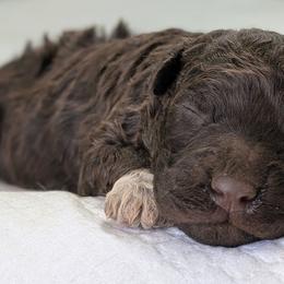 Twinkle - Brown male Lagotto Romagnolo puppy in West Jordan, Utah from Salt Lake Lagotto