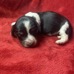 Tilly - Black and tan female Dachshund puppy in Richmond, Virginia from Paw Prints
