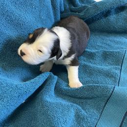 Blackie - Black tri-color female Australian Shepherd puppy in Monroe, Utah from Shawnkara Australian Shepherds & Miniature American Shepherds