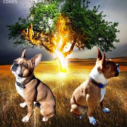 Franklin - Boston Terrier