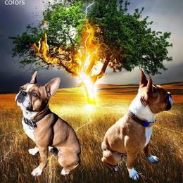 Franklin - Boston Terrier