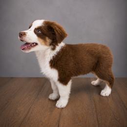 Anthony - Red tri male Miniature Australian Shepherd puppy in Macomb, Missouri from Show Me MO Aussies