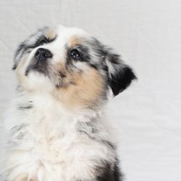 Miniature Australian Shepherds from Chestnut's Puppies