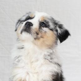 Miniature Australian Shepherds from Chestnut's Puppies