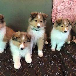 Shetland Sheepdog Puppies from Keeara’s Shetland Sheepdogs