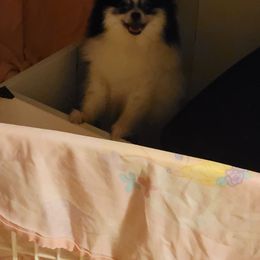 Pomeranian Puppies from Paradise Point Pomeranians