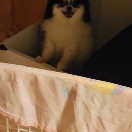 Pomeranian Puppies from Paradise Point Pomeranians