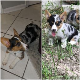 Pembroke Welsh Corgi Puppies from Shells Sunshine Corgis