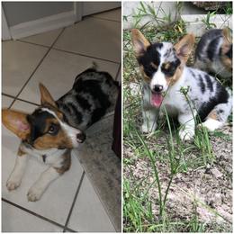 Pembroke Welsh Corgi Puppies from Shells Sunshine Corgis