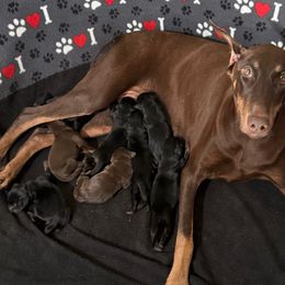 Lucy - Doberman Pinscher