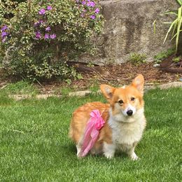 Heiress - Pembroke Welsh Corgi