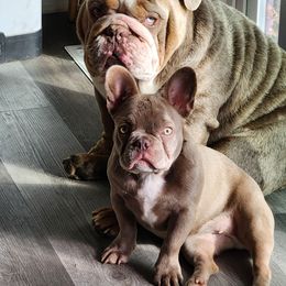 Bulldog Puppies from Wiggle Butts Bulldogs