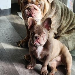 Bulldog Puppies from Wiggle Butts Bulldogs