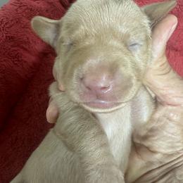 Pistol - Red male Dachshund puppy in Polo, Missouri from Blue Tails Farm