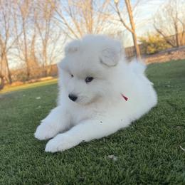 Labrador Retriever and Samoyed Puppies from Carefree Samoyeds & Deserthills Labradors