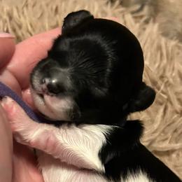 Espeon - Black and white female Havanese puppy in Orange, California from Havanese Bragger’s