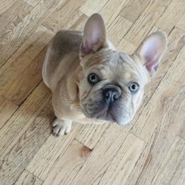 Squish - French Bulldog