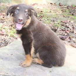 Cayenne - Red tri-color female Australian Shepherd puppy in Macon, Georgia from Shaina’s Shepherds