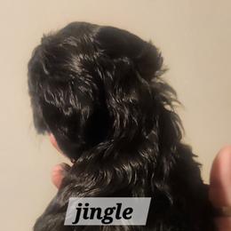 Aussiedoodle Puppies from My Classy Doodles