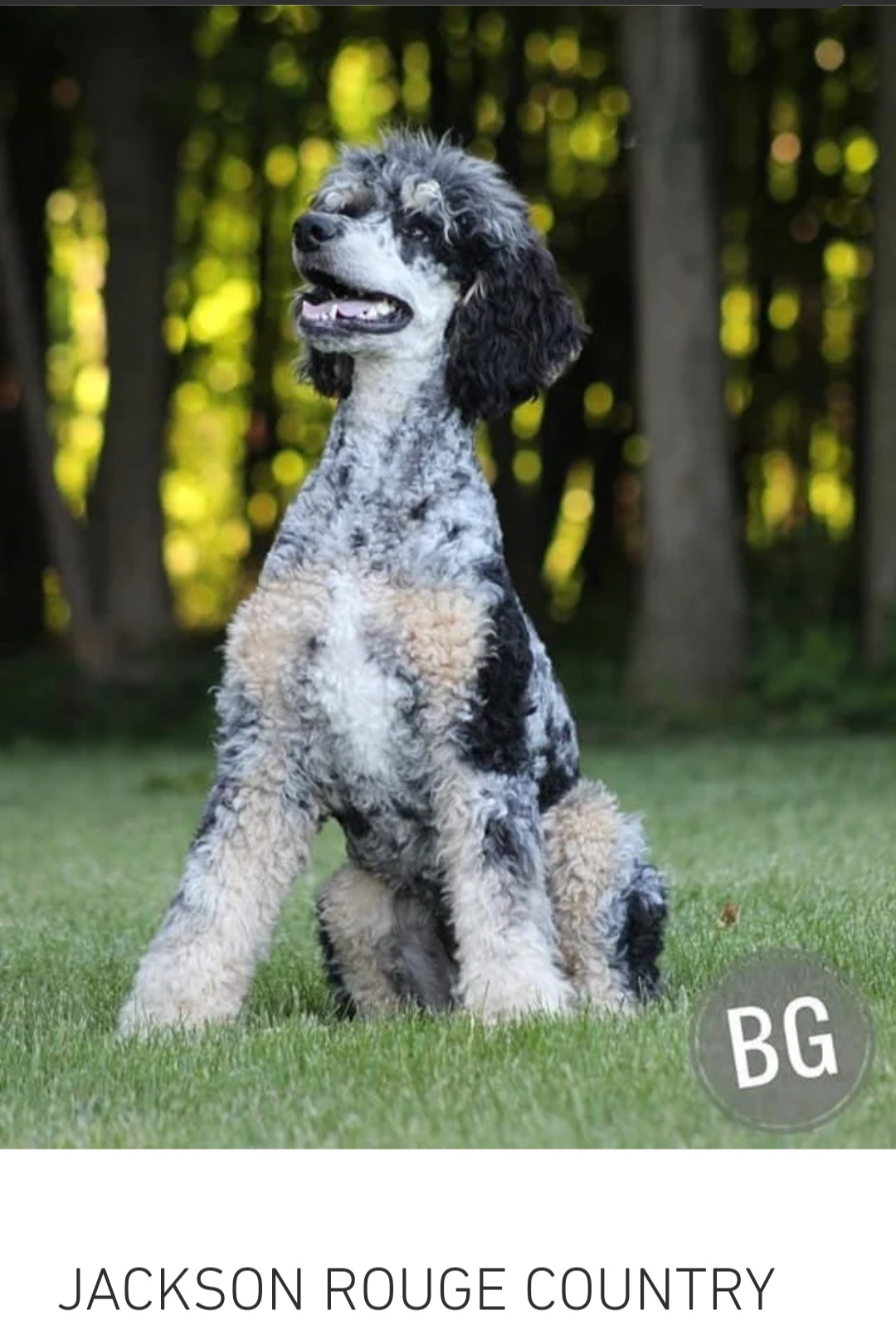Goldendoodles from DNLS Doodle Puppies