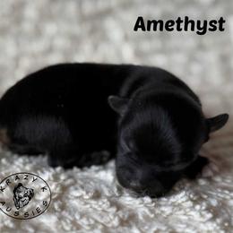 Amethyst - Pending Purchase - Black tri female Miniature Australian Shepherd puppy in Garden Plain, Kansas from Krazy K Aussies