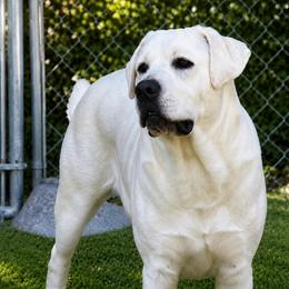 Cash - Labrador Retriever