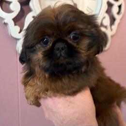 HANSEL - Red male Shih Tzu puppy in Kamilche, Washington from Serendipity Shih tzu
